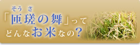 「匝瑳の舞」ってどんなお米なの？